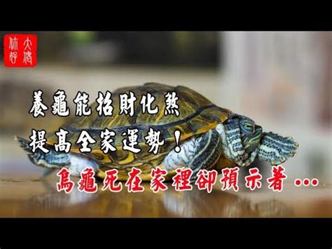 烏龜到家裡|家有烏龜客？吉兆還是凶兆